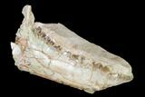Fossil Oreodont (Merycoidodon) Mandible - Wyoming #145846-5